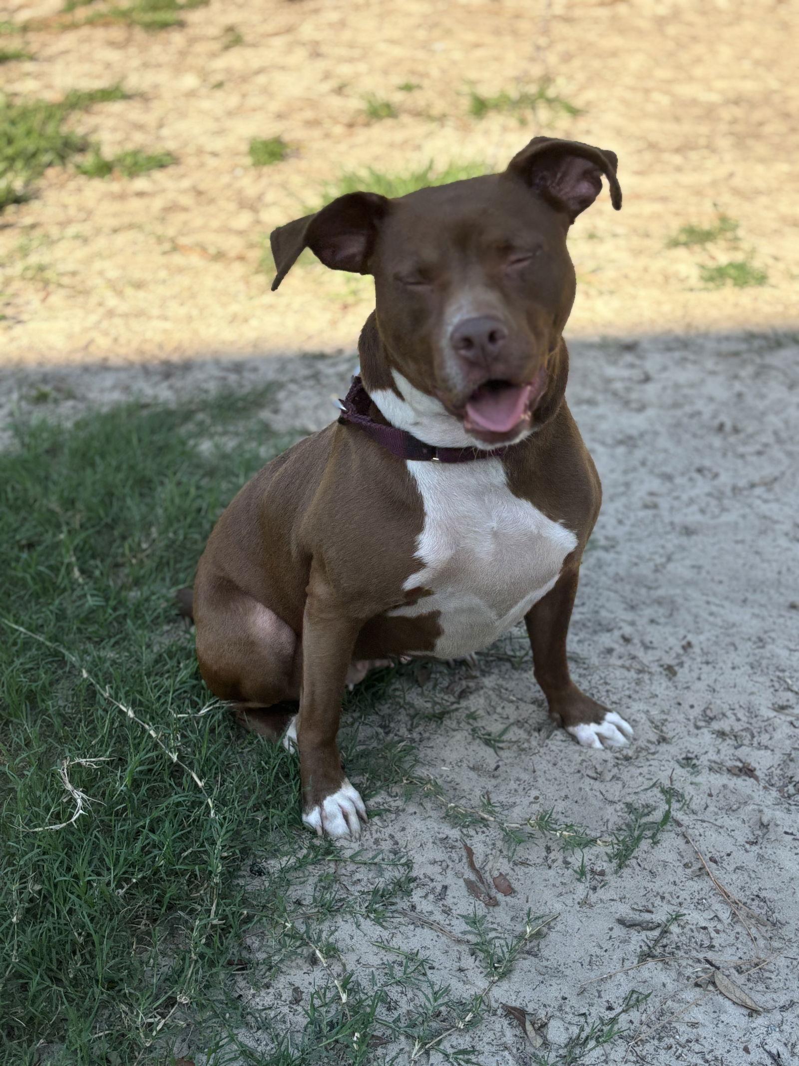 Sage, a Adoptable Pit Bull Terrier in Orlando, FL image 3/3