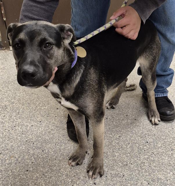 Enlarge BUTTERSCOTCH, a Adoptable mixed breed in Lodi, CA image 1/1