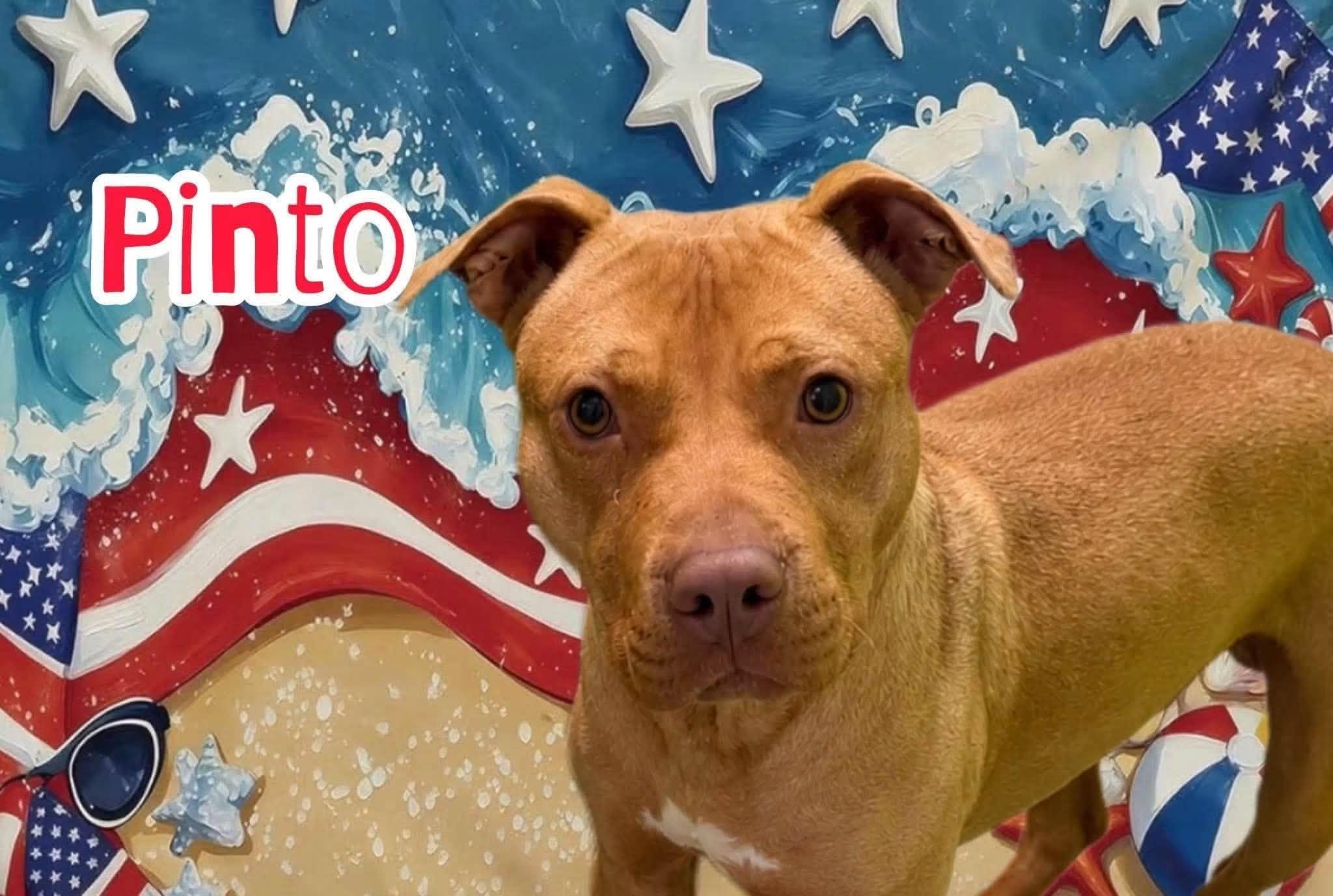 Pinto, ADOPTABLE, Adult Male Mixed Breed.