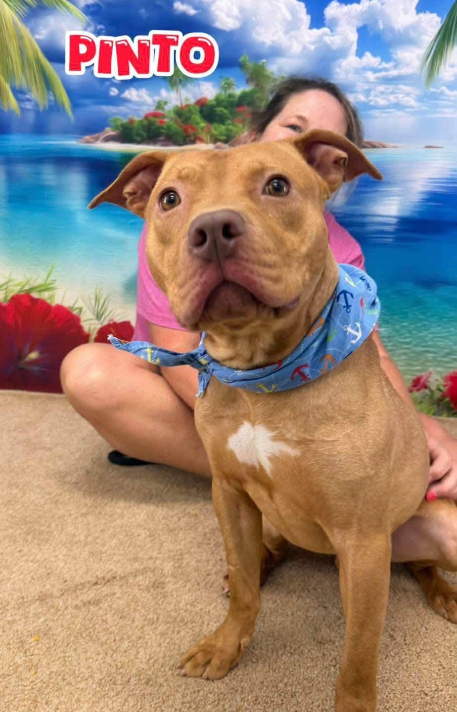 Pinto, adoptable, Adult Male Mixed Breed.