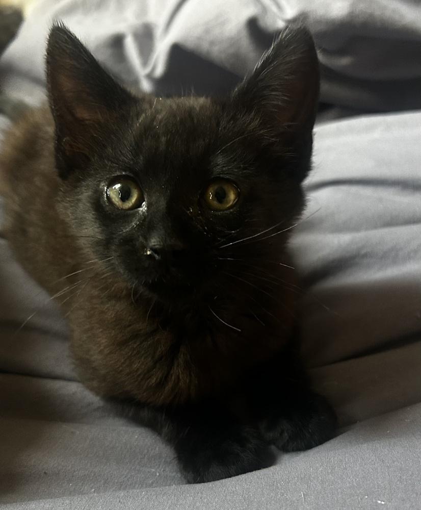 Beanly, Adoptable, Kitten Female Domestic Medium Hair.