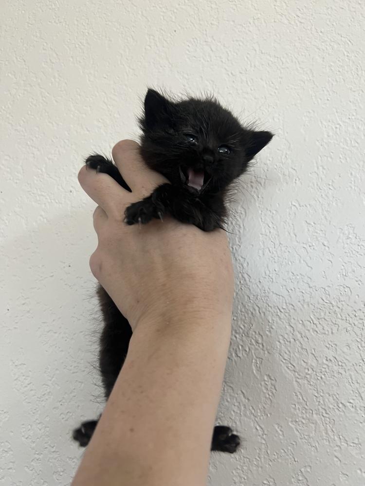 Beanly, a Adoptable Domestic Medium Hair in Oakdale, CA image 2/2
