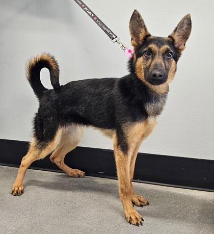 Kimber — thumbnail 2