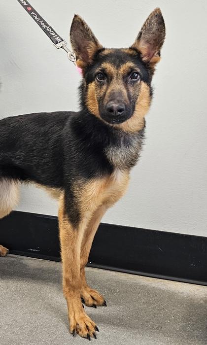 Kimber — thumbnail 3