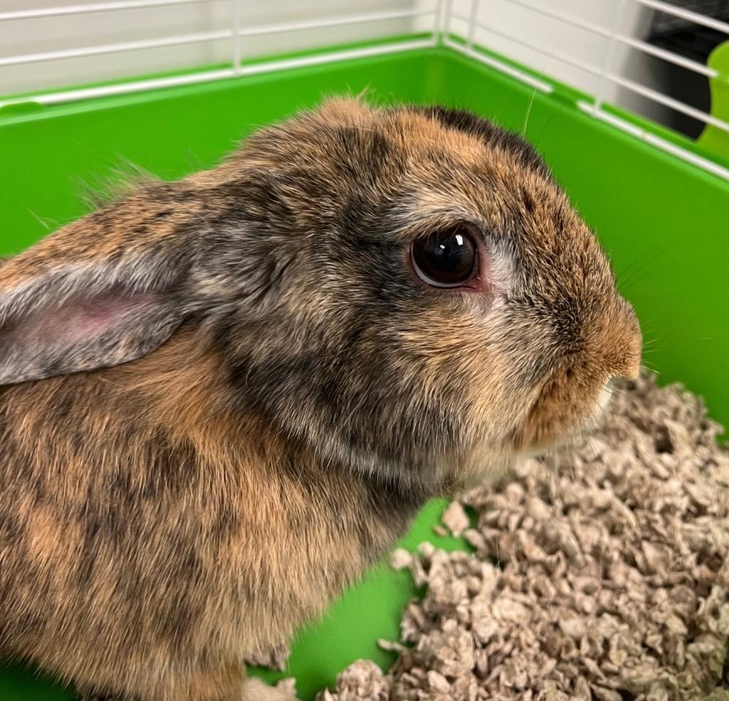 Bun- Bun, Adoptable, Young Male American.