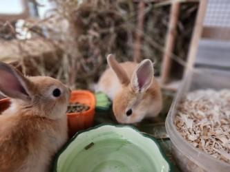 Enlarge Cinnamon, a Adopted Bunny Rabbit in Mississauga, ON image 2/2