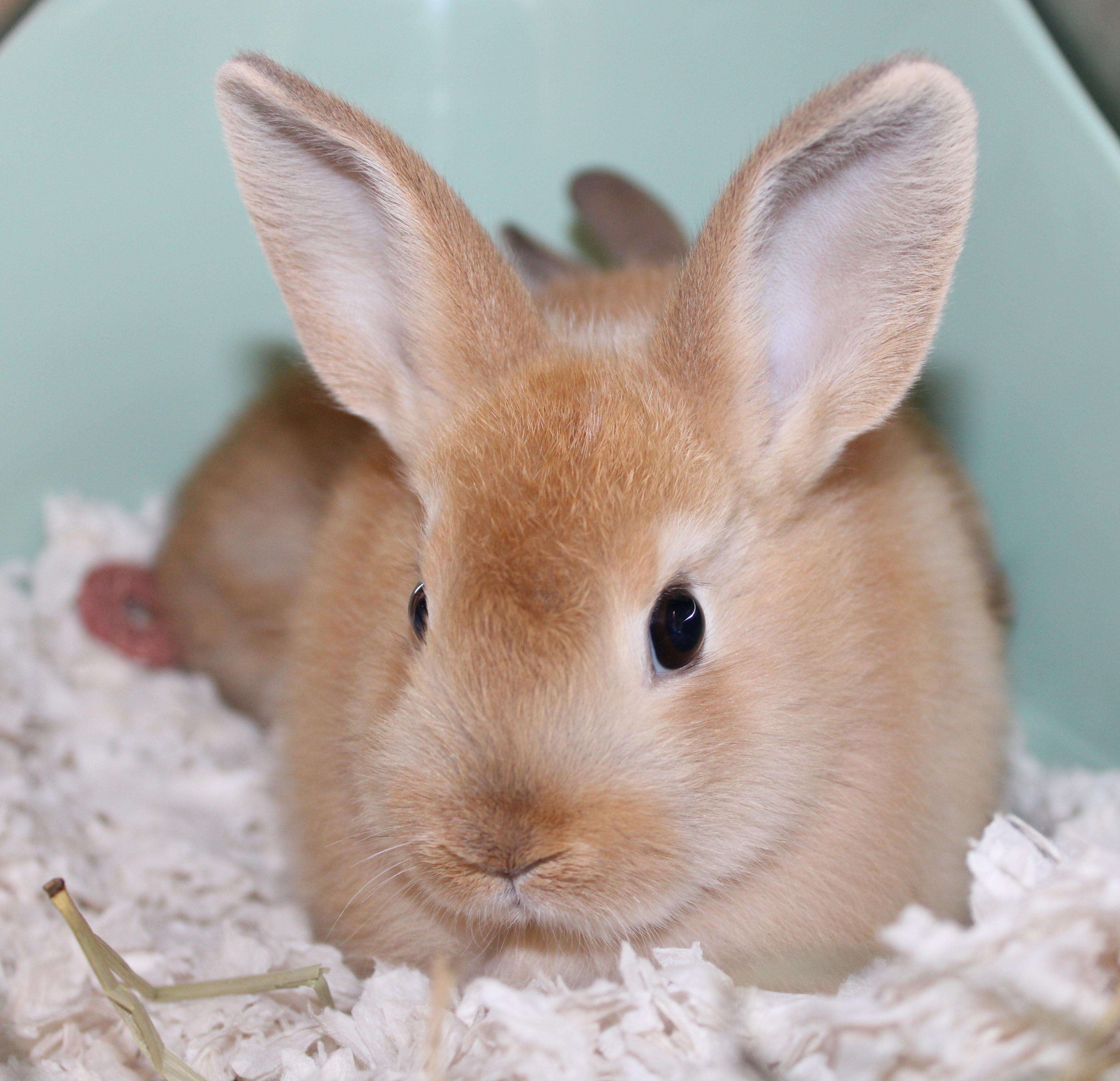Cinnamon, Adopted, Baby Female Bunny Rabbit.
