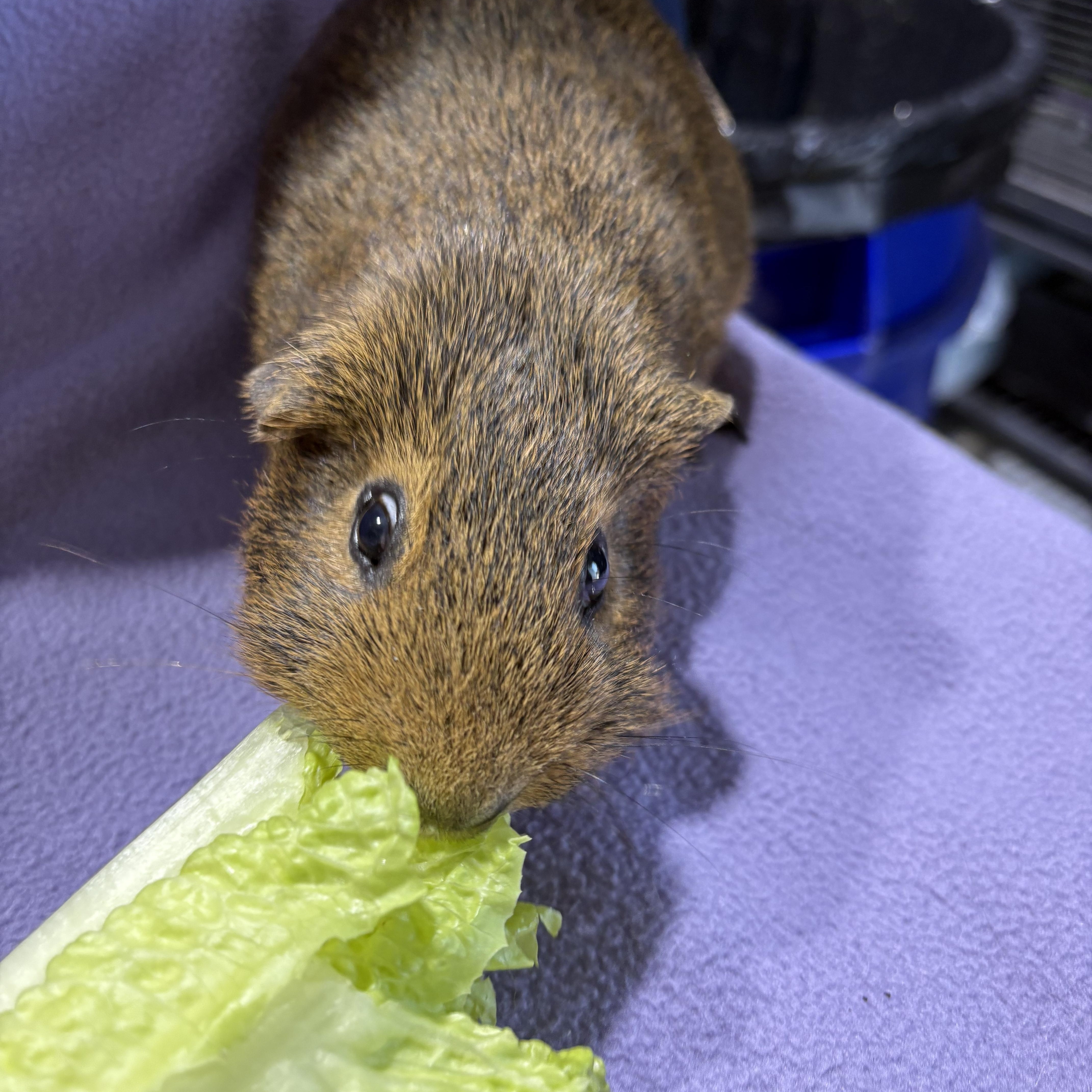 Albert , ADOPTABLE, Senior Male Guinea Pig.