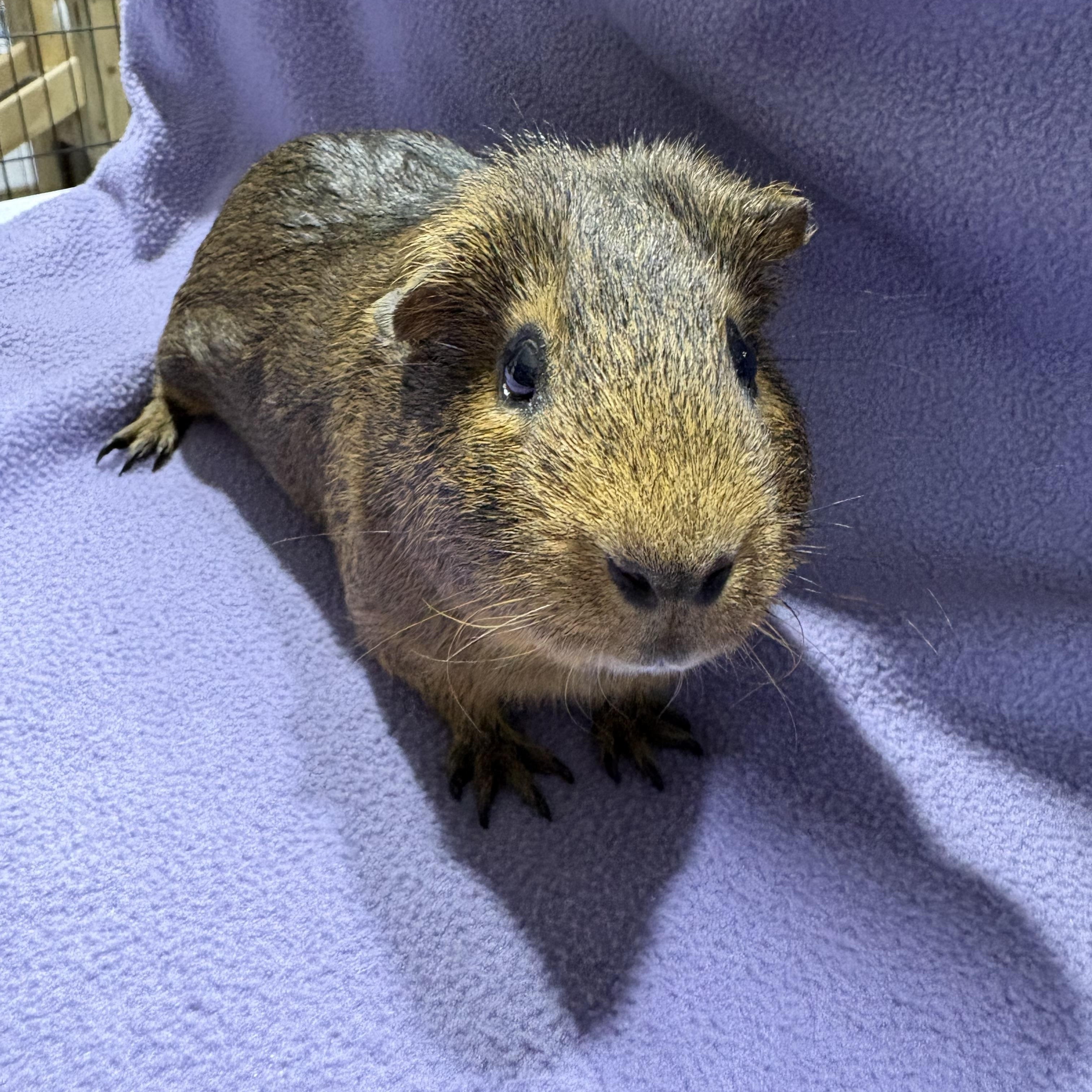 Enlarge Albert , a ADOPTABLE Guinea Pig in Howell, NJ image 2/2