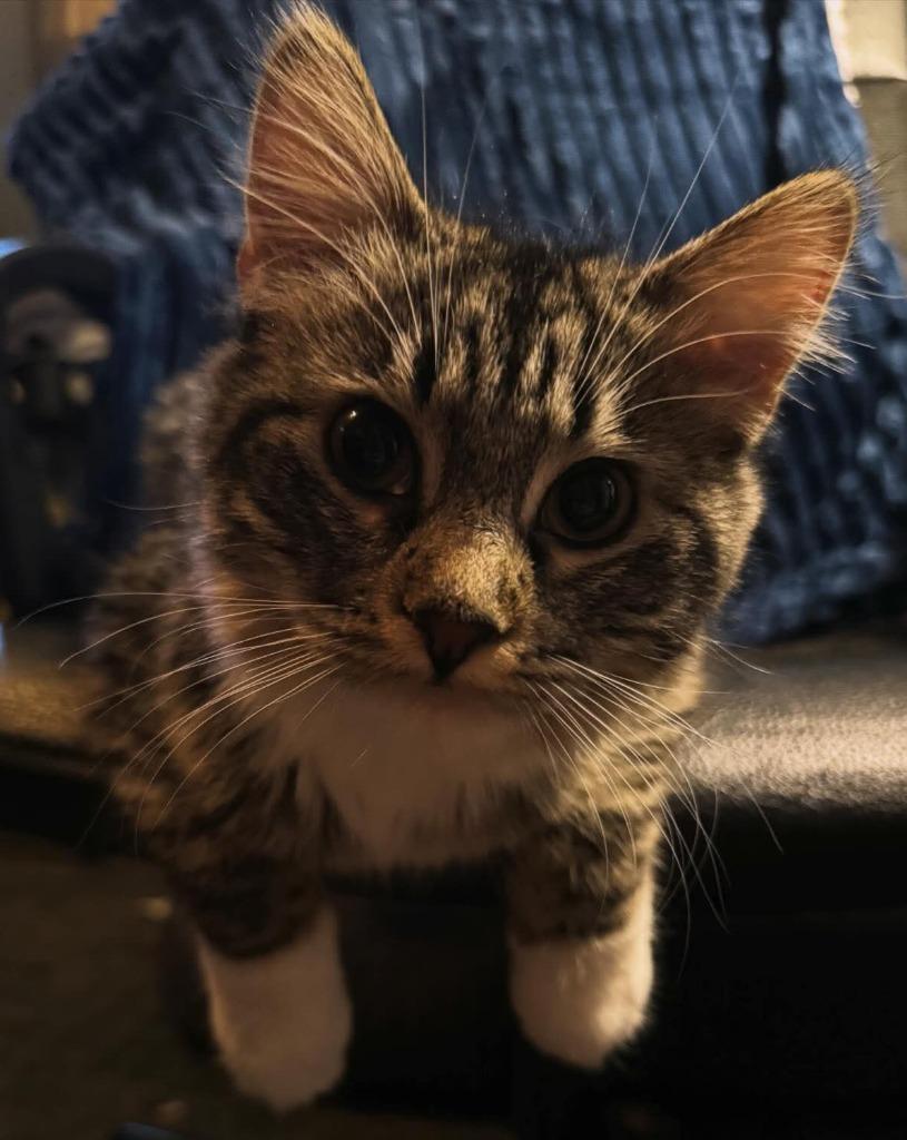 Doris, Adoptable, Young Female Domestic Medium Hair.