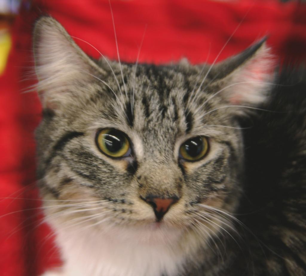 Enlarge Doris, a Adoptable mixed breed in Shell Lake, WI image 2/5