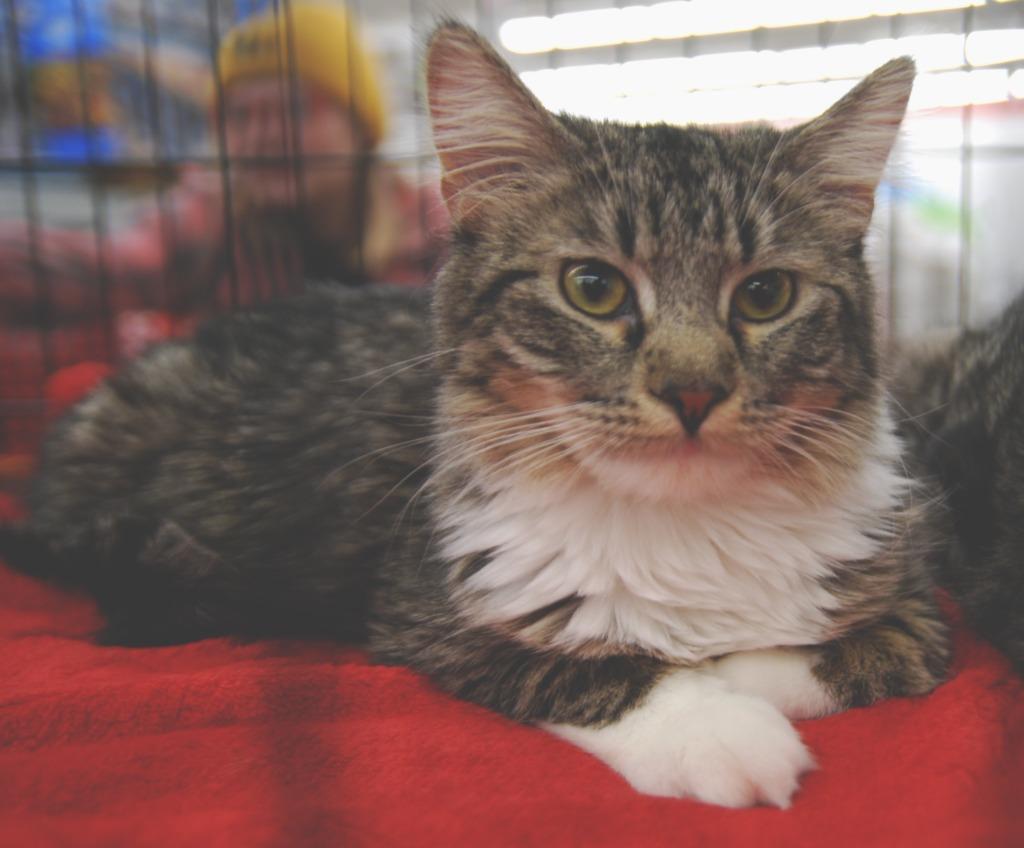 Enlarge Doris, a Adoptable mixed breed in Shell Lake, WI image 3/5