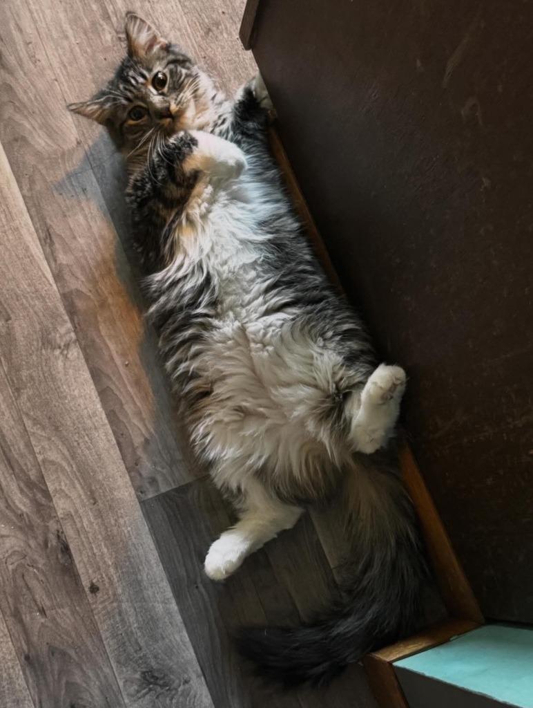 Enlarge Doris, a Adoptable mixed breed in Shell Lake, WI image 4/5