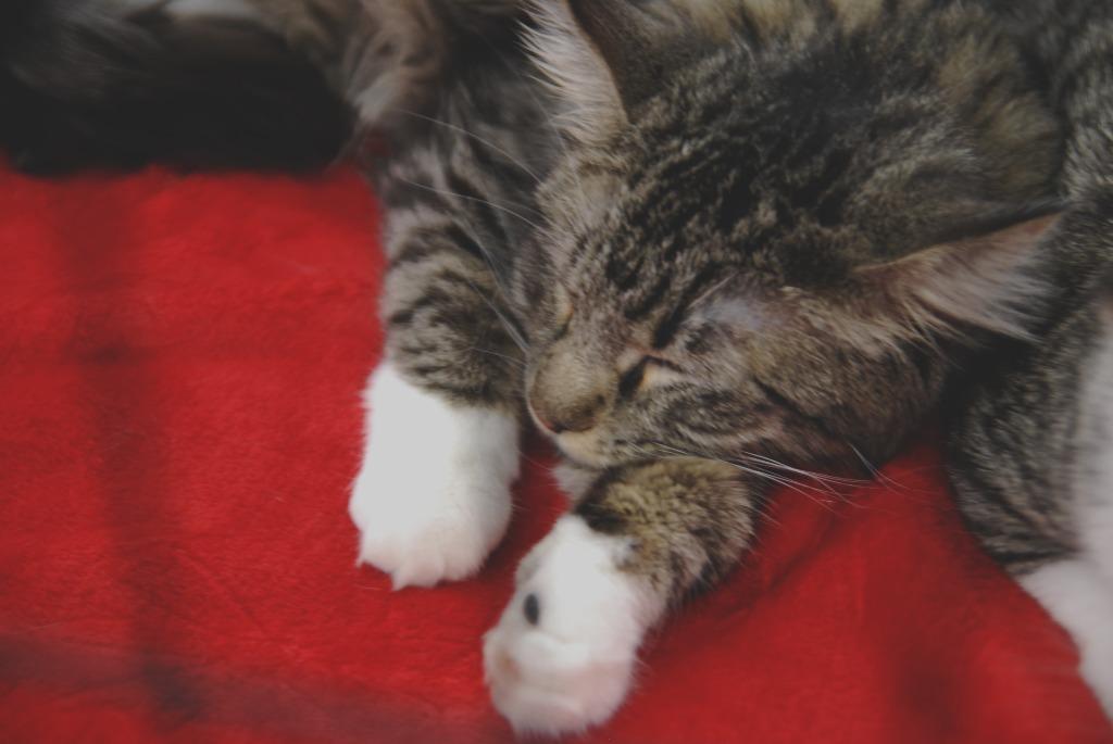 Enlarge Doris, a Adoptable mixed breed in Shell Lake, WI image 5/5