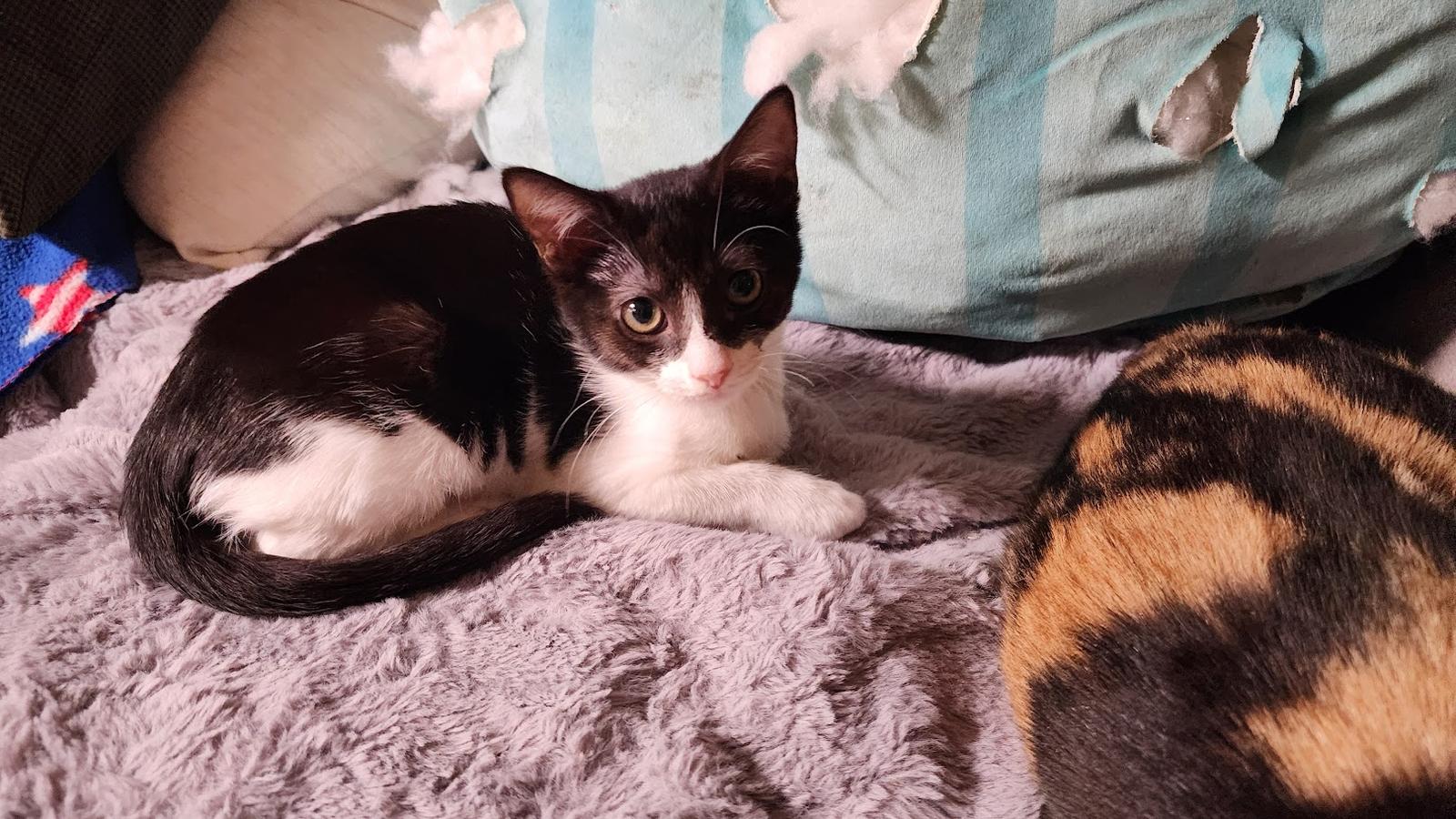 Luna, Adoptable, Young Female Domestic Short Hair.