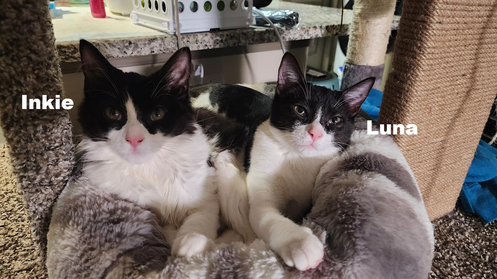 Enlarge Luna, a Adoptable Domestic Short Hair in Rockville, MD image 2/3