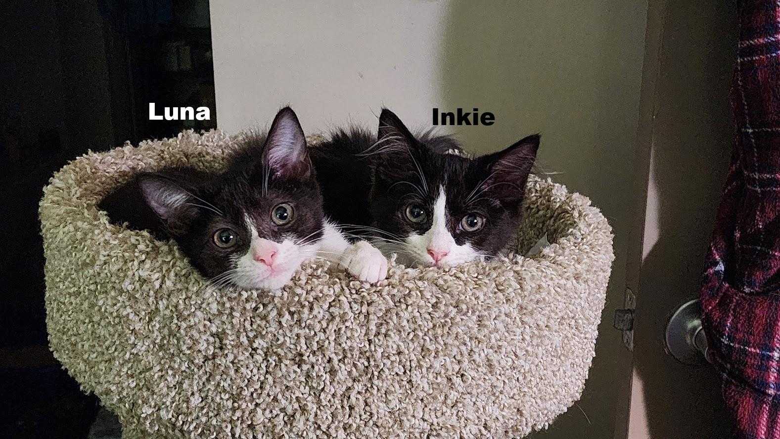 Luna, a Adoptable Domestic Short Hair in Rockville, MD image 3/3