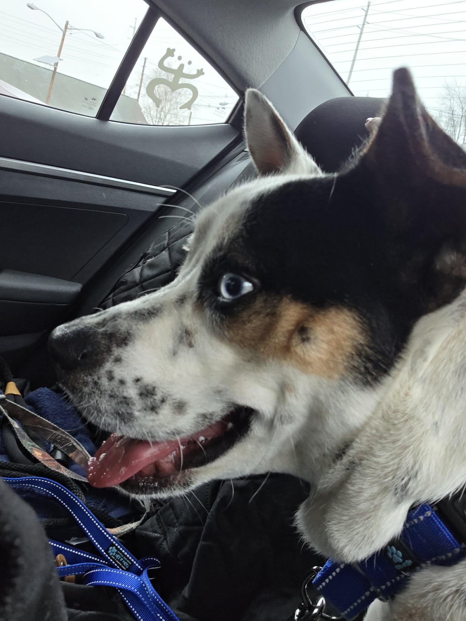 Luke, an adopted mixed breed in Paramus, NJ image 3/6