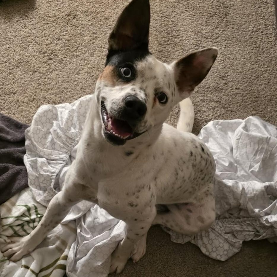 Luke, Adoptable, Young Male Australian Cattle Dog / Blue Heeler.