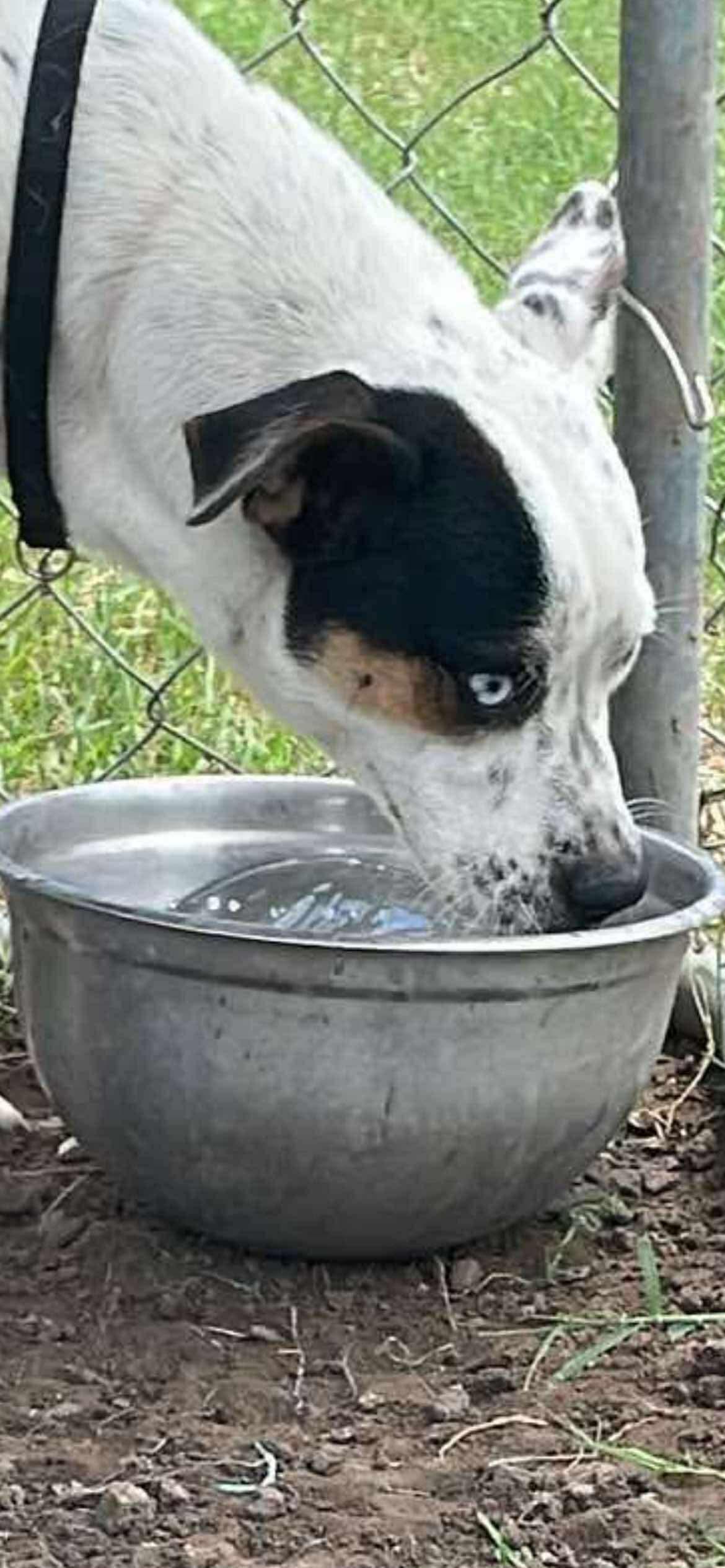 Enlarge Luke, a Adoptable mixed breed in Paramus, NJ image 3/6