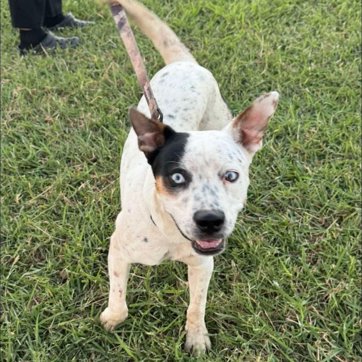 Luke, Adoptable, Young Male Australian Cattle Dog / Blue Heeler.