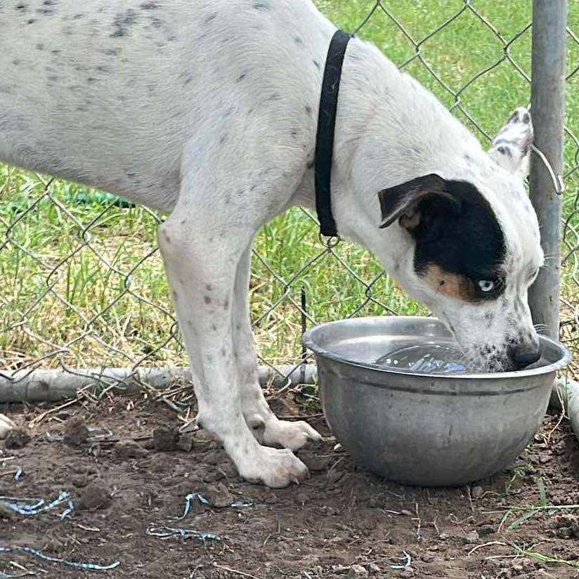 Enlarge Luke, a Adoptable mixed breed in Paramus, NJ image 5/6