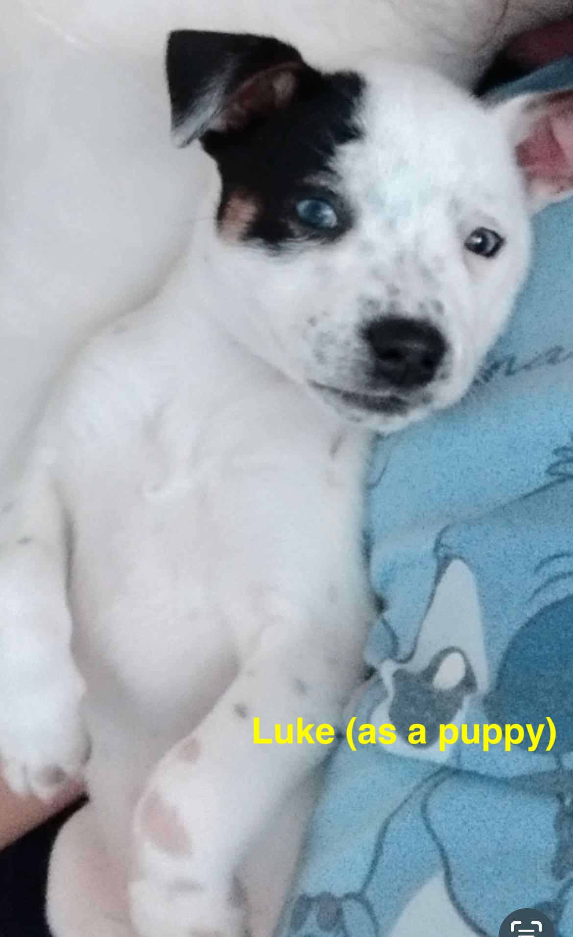 Enlarge Luke, a Adoptable mixed breed in Paramus, NJ image 6/6
