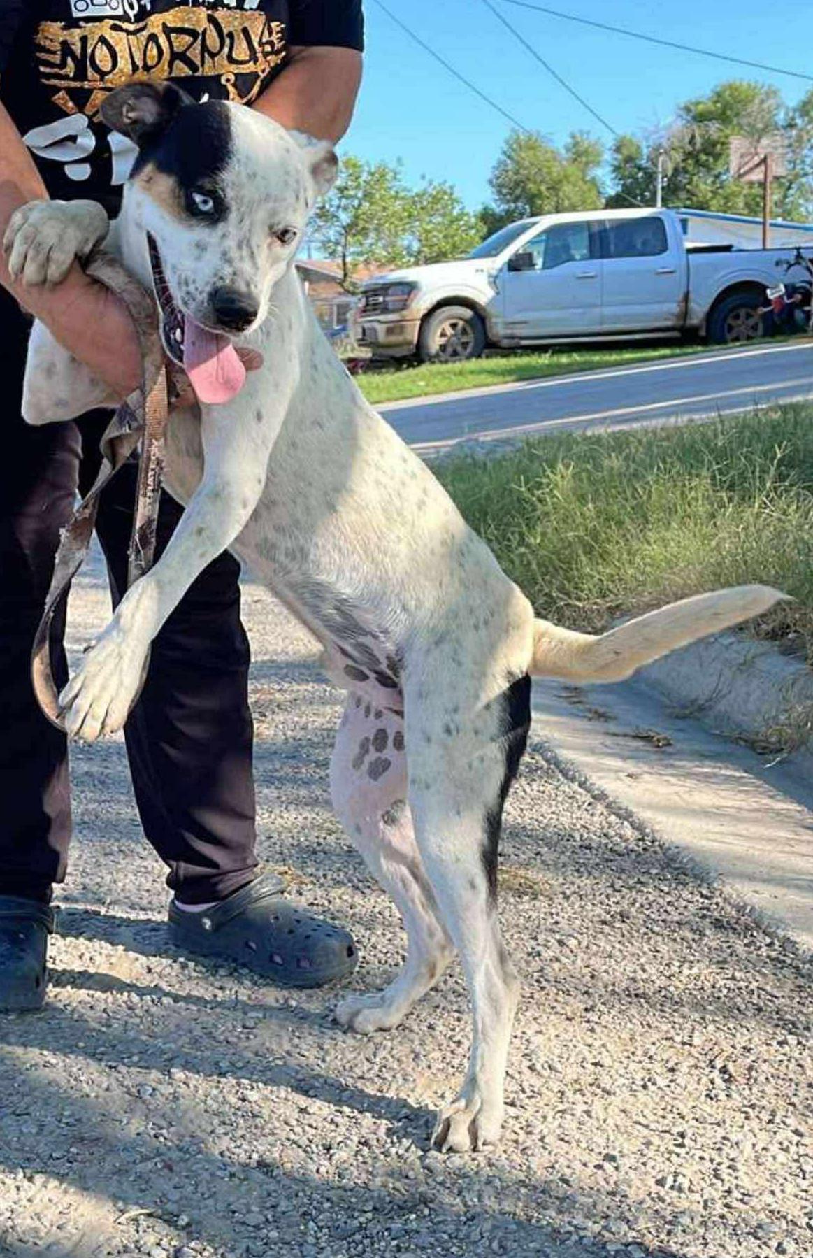 Enlarge Luke, a Adoptable mixed breed in Paramus, NJ image 4/6