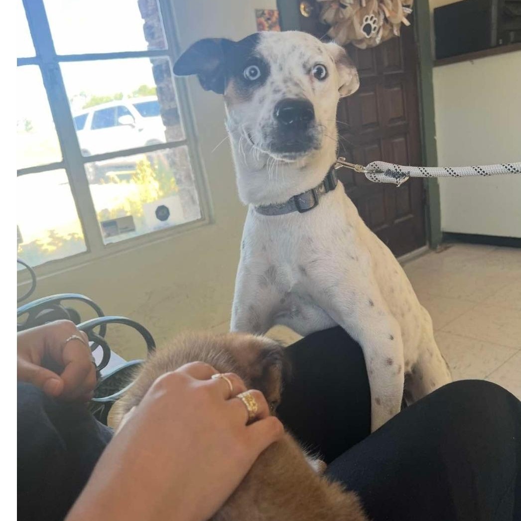 Enlarge Luke, a Adoptable mixed breed in Paramus, NJ image 2/6