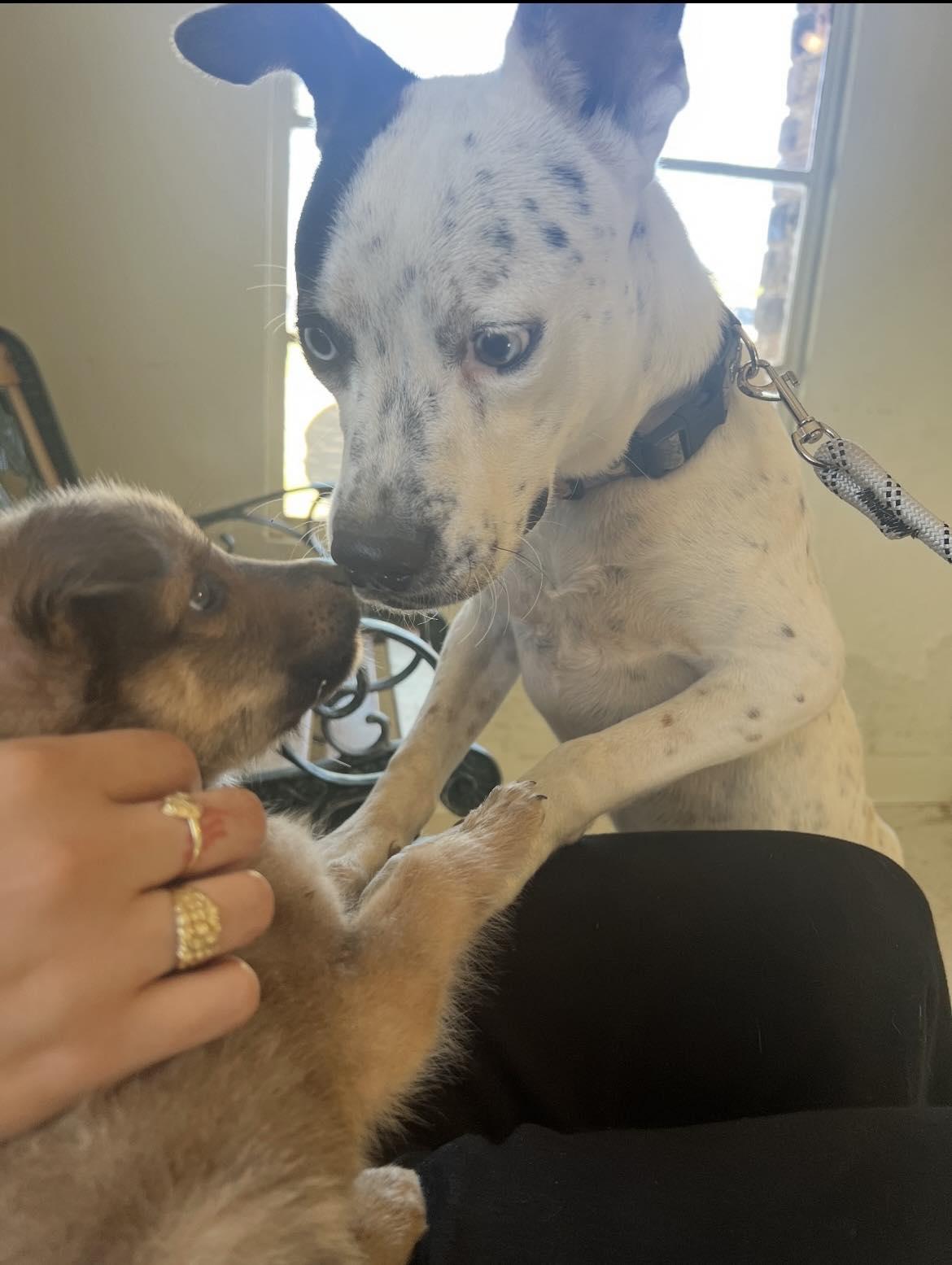 Luke, an adopted mixed breed in Paramus, NJ image 4/6