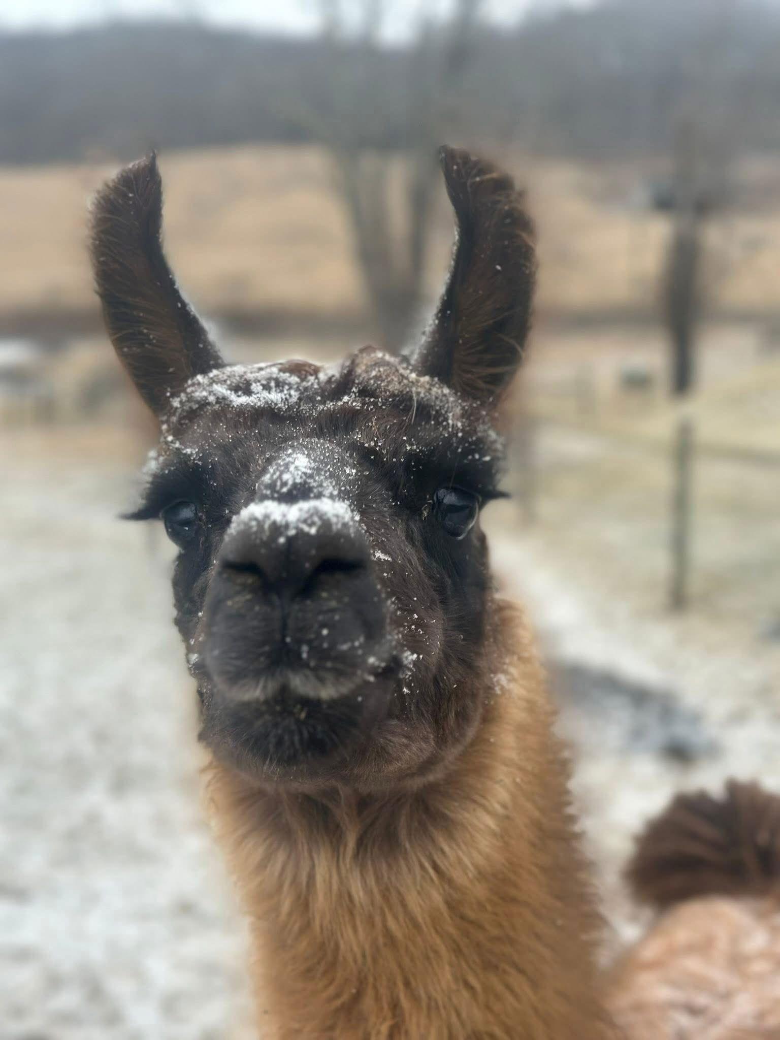 Jamison, Adopted, Adult Male Llama.