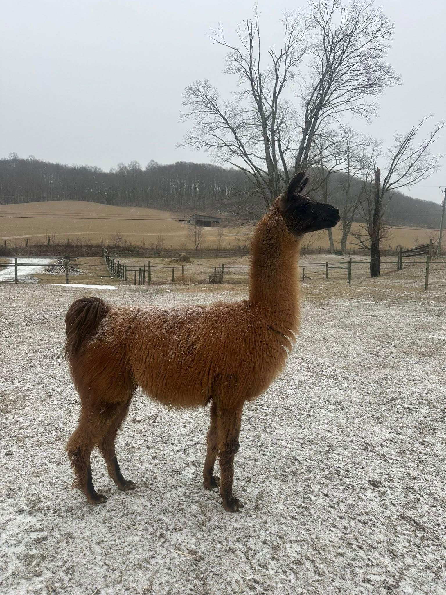 Enlarge Jamison, a Adopted Llama in Mouth Of Wilson, VA image 2/3