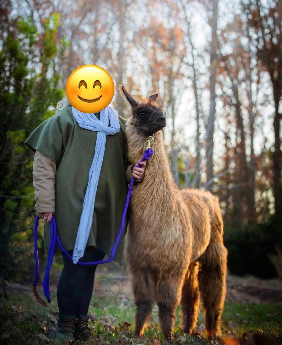 Enlarge Jamison, a Adopted Llama in Mouth Of Wilson, VA image 3/3