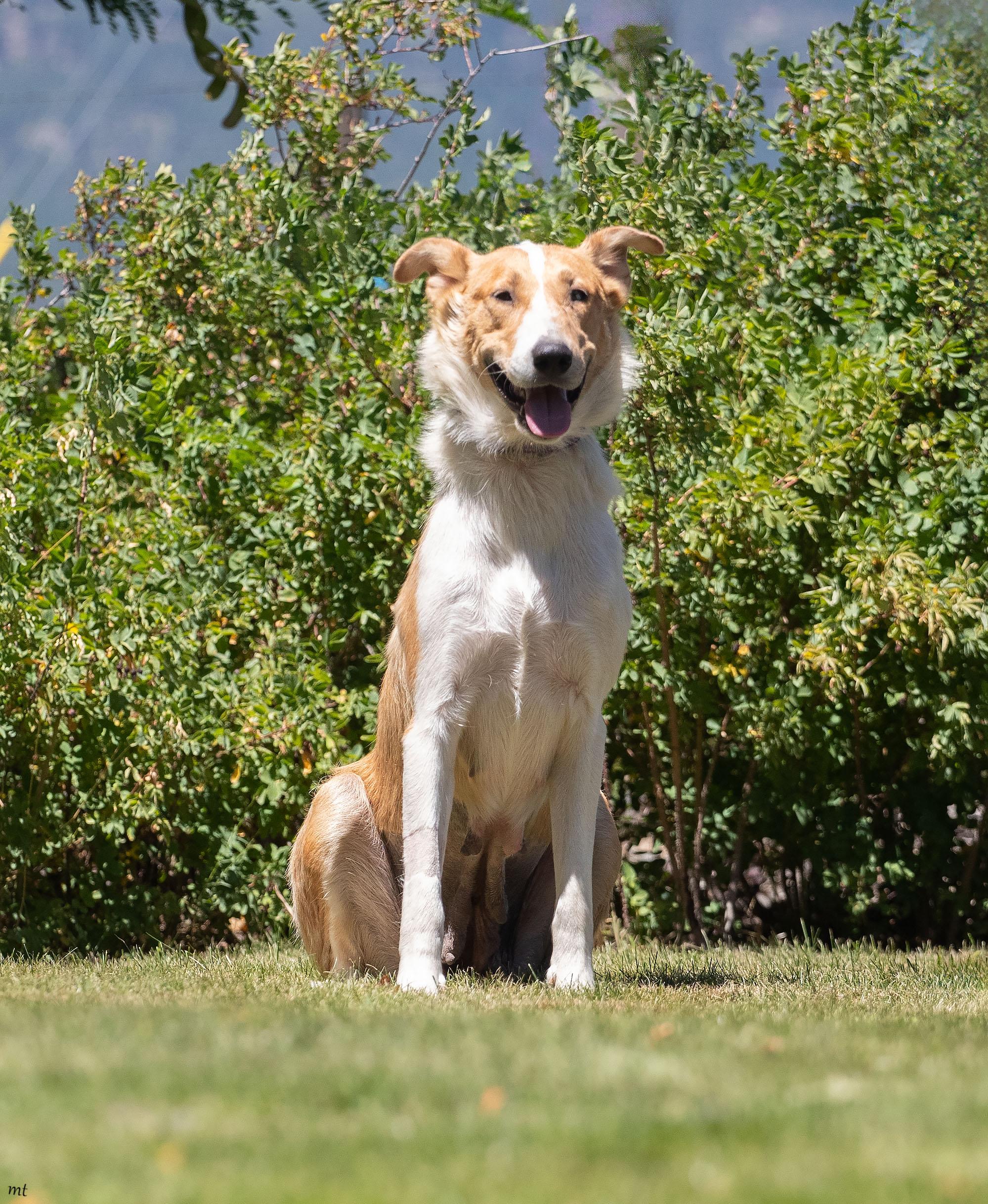 Enlarge Birdie, a ADOPTABLE mixed breed in Washoe Valley, NV image 1/2