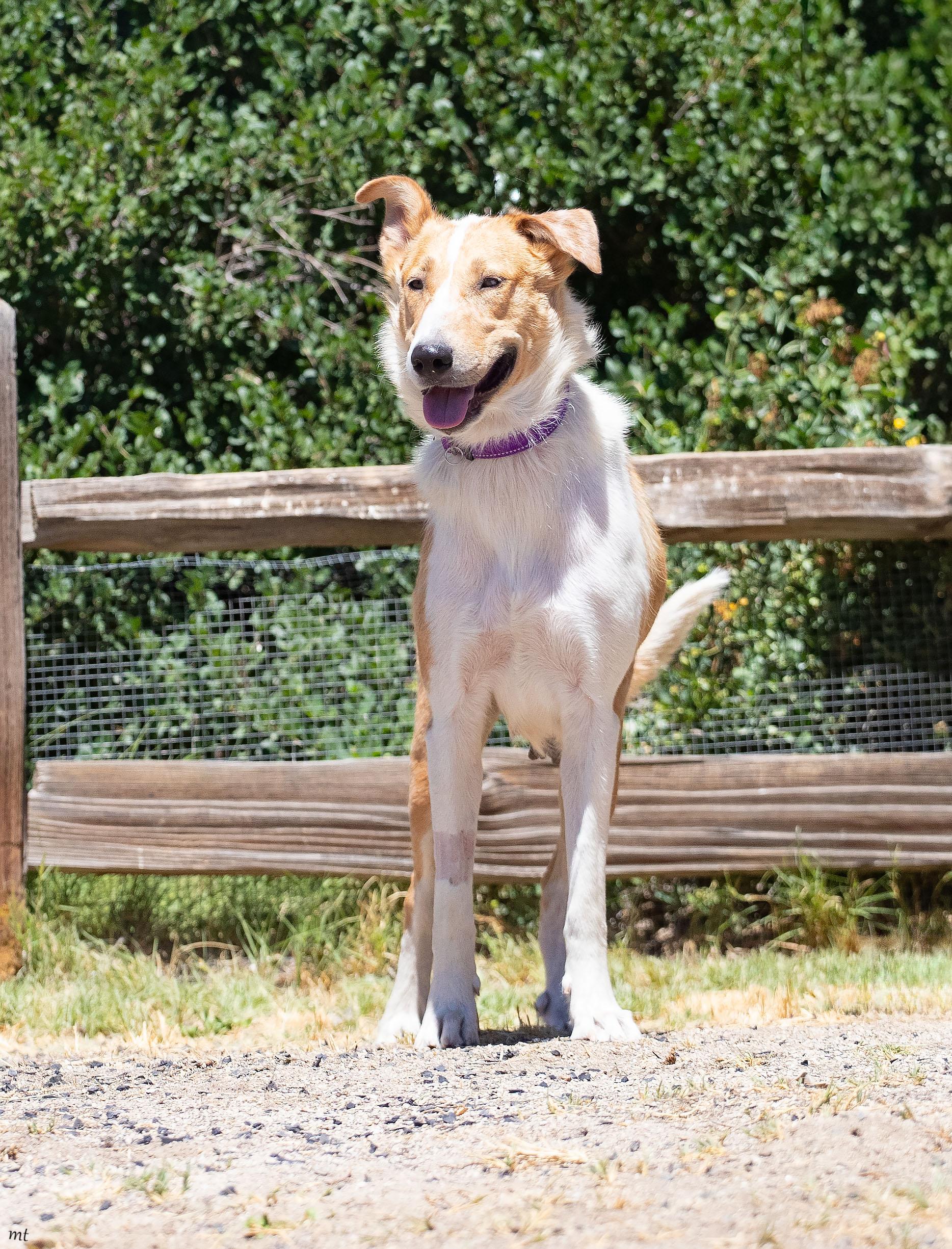 Enlarge Birdie, a ADOPTABLE mixed breed in Washoe Valley, NV image 2/2