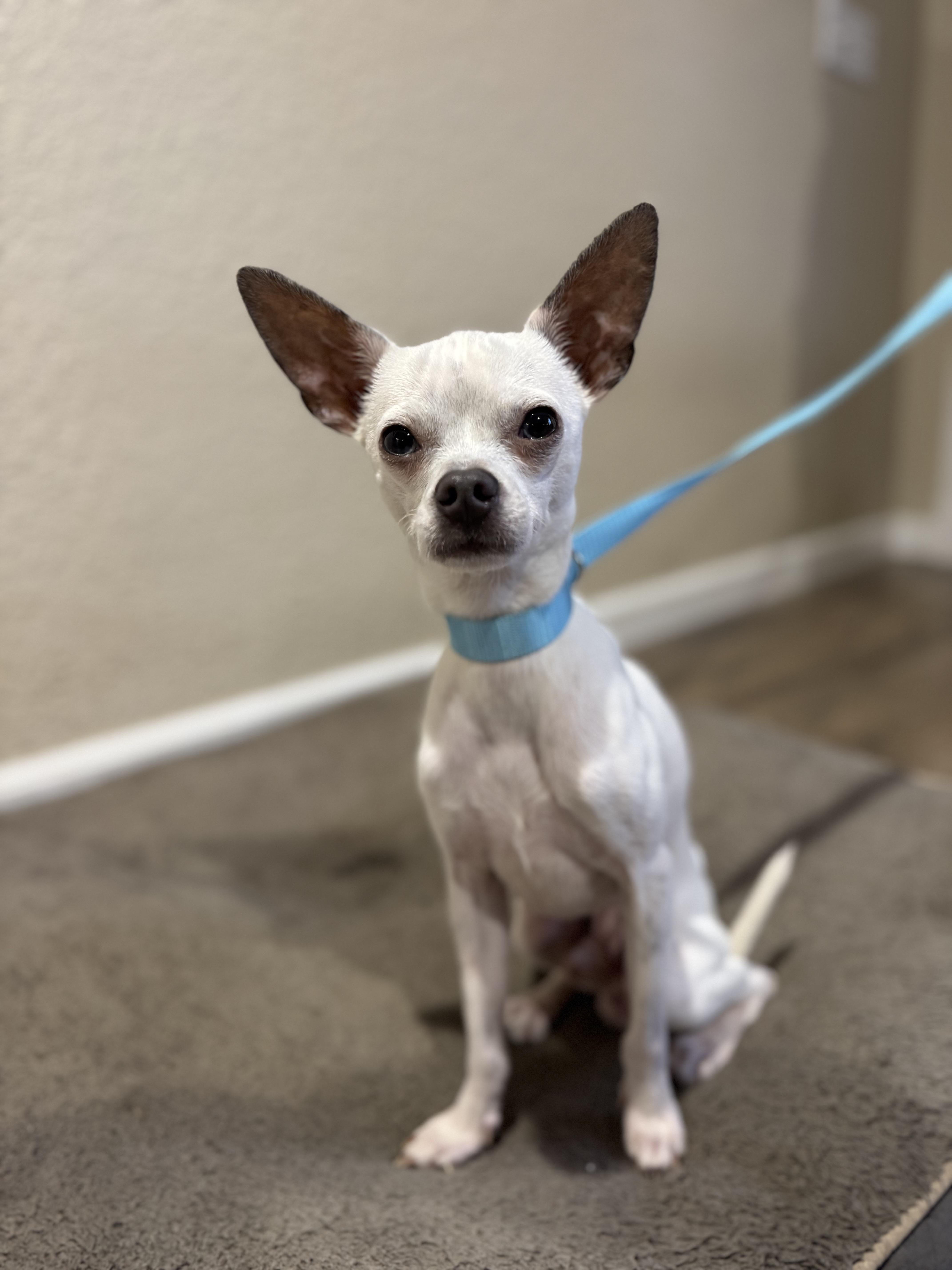 Enlarge Twinkie, a ADOPTABLE mixed breed in Petaluma, CA image 1/4