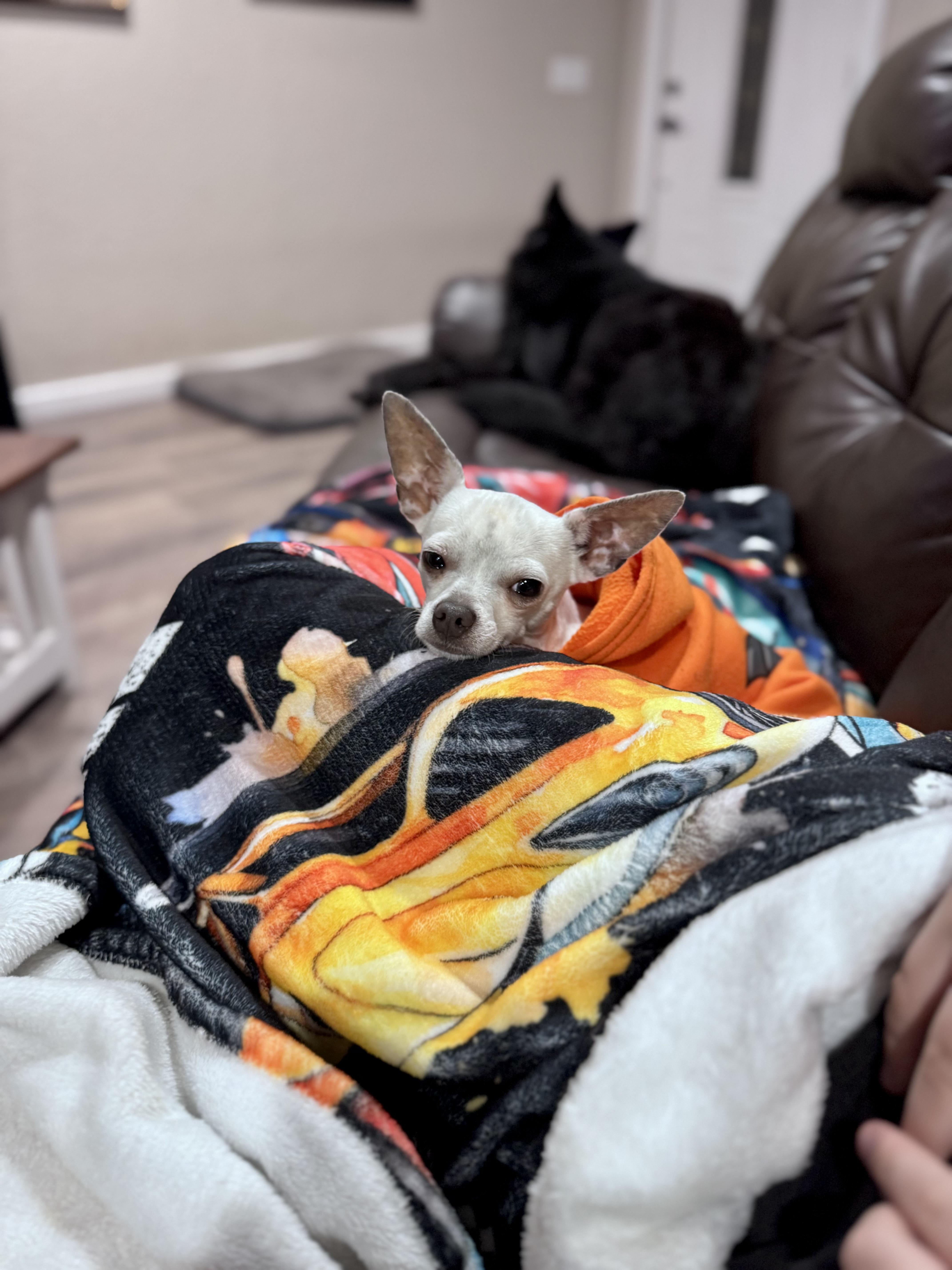 Enlarge Twinkie, a ADOPTABLE mixed breed in Petaluma, CA image 4/4