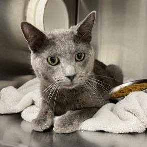 Earl, adopted, Adult Male Domestic Short Hair.