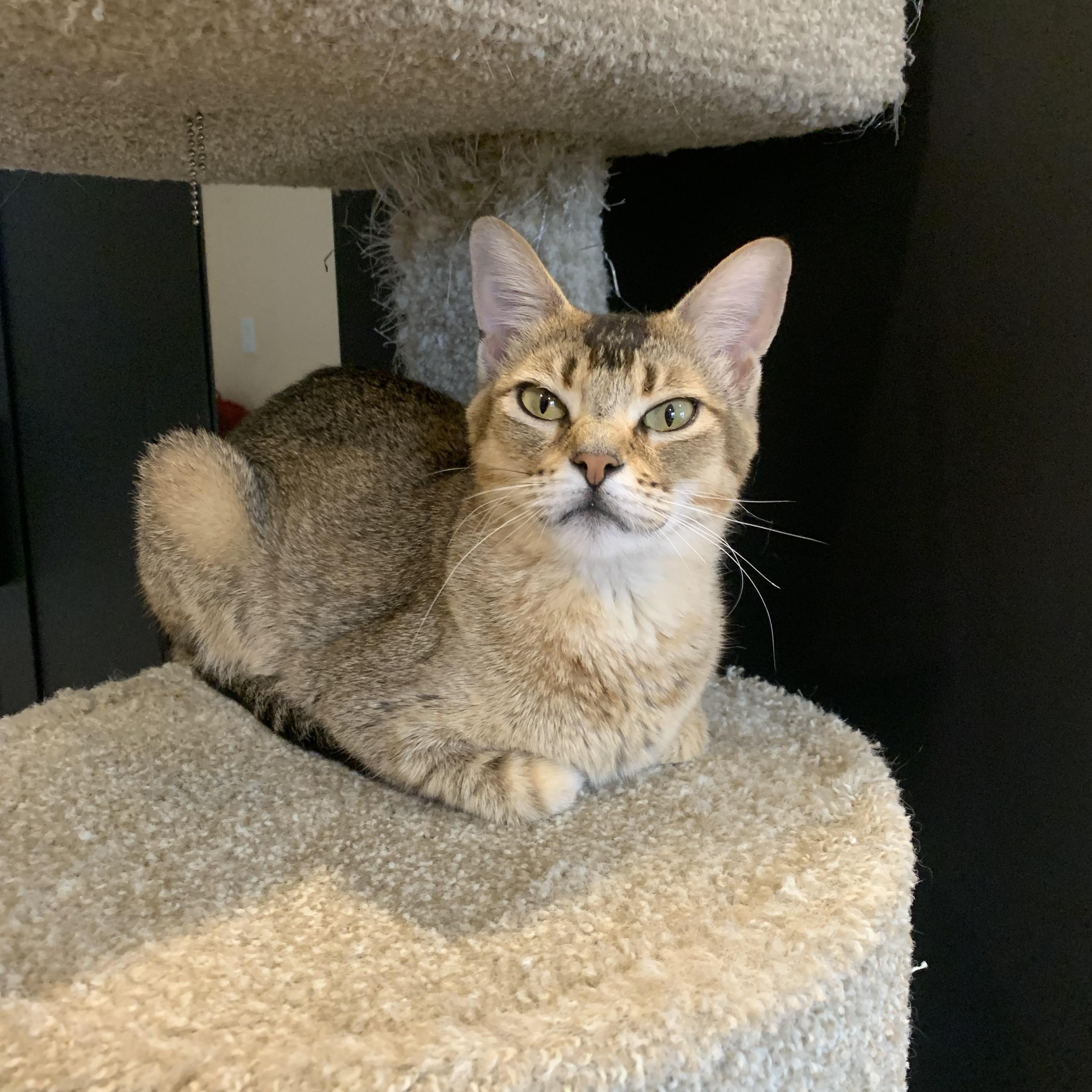 August, Adoptable, Young Female Abyssinian.