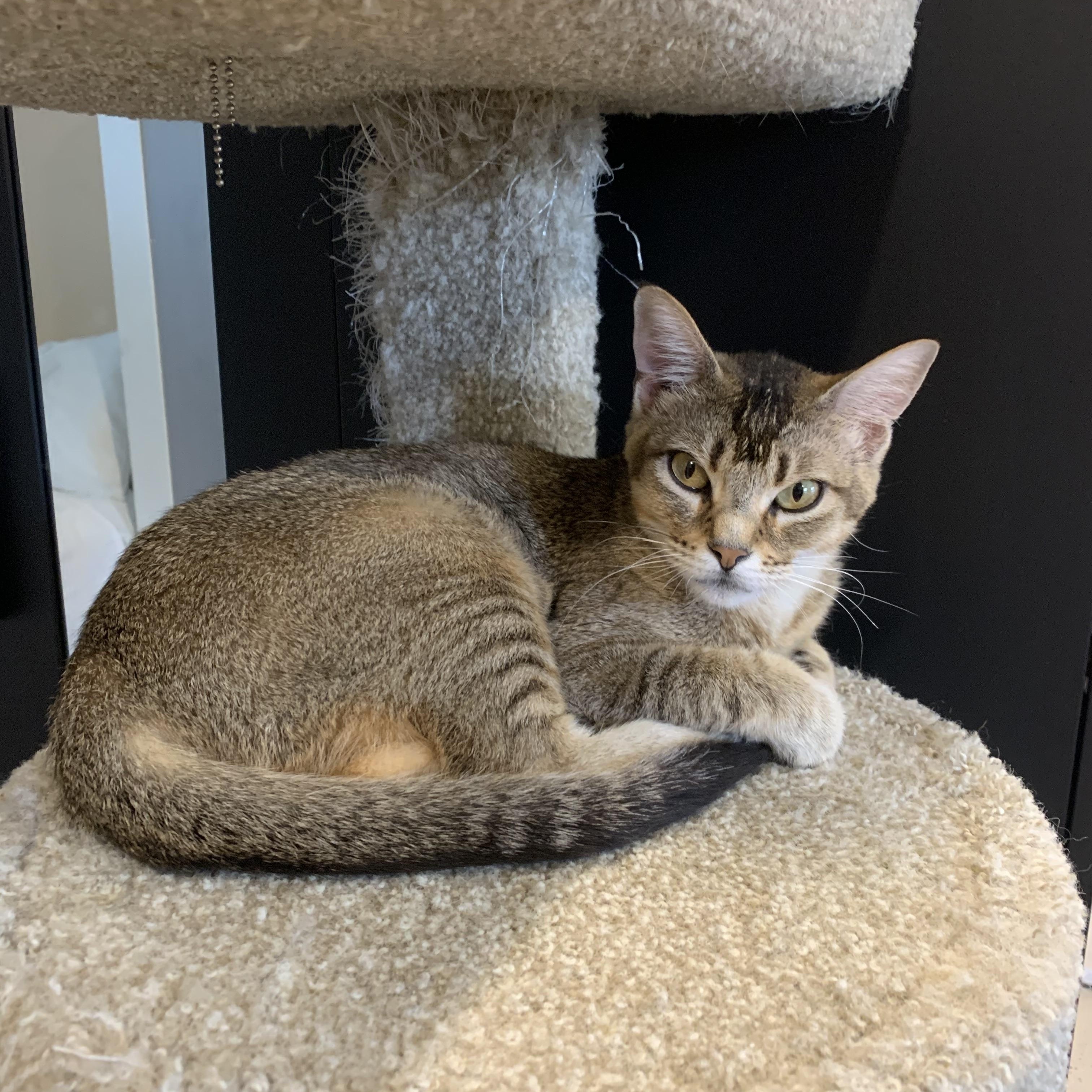 August, an adoptable Abyssinian in Glendora, CA, 91741 | Photo Image 2