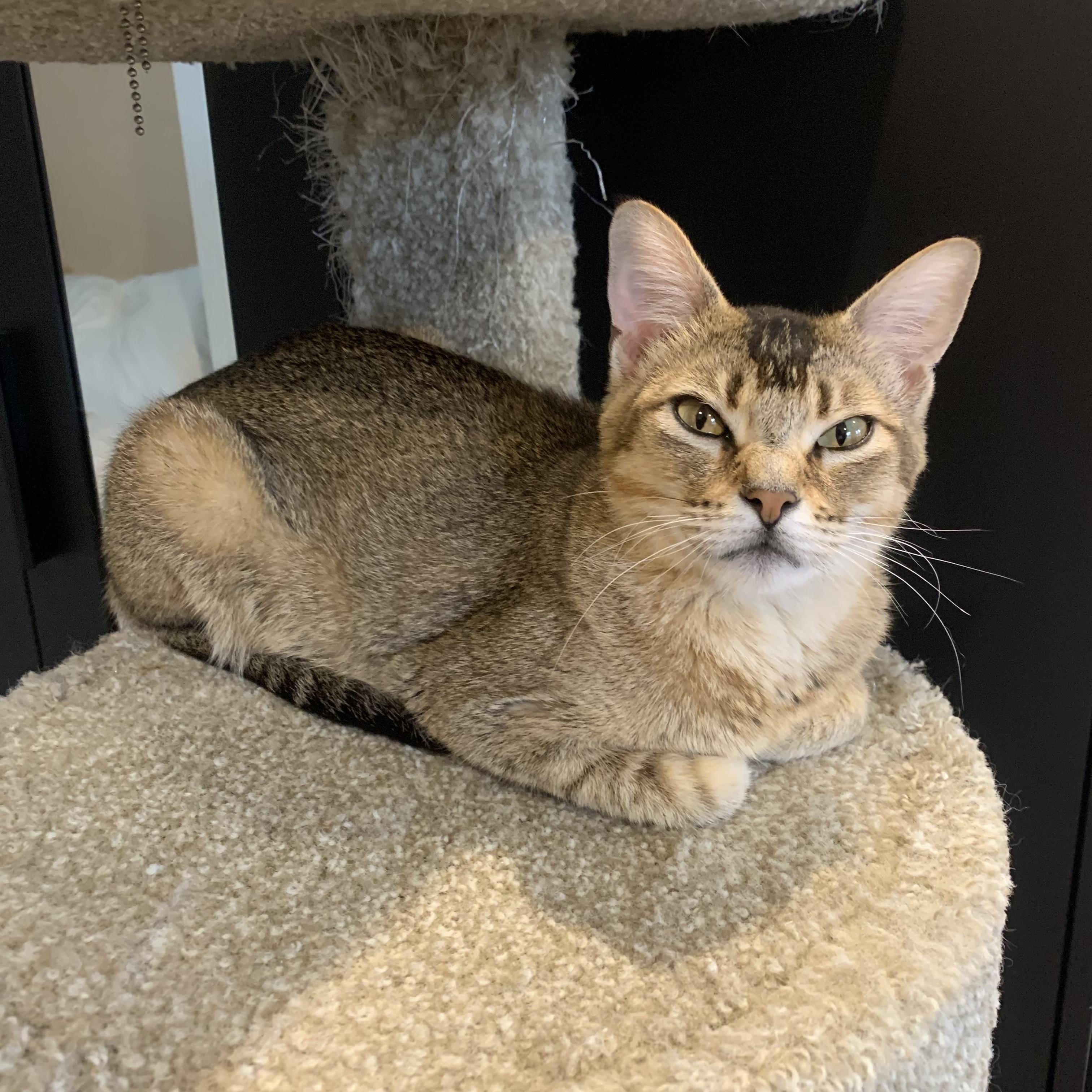 August, an adoptable Abyssinian in Glendora, CA, 91741 | Photo Image 1