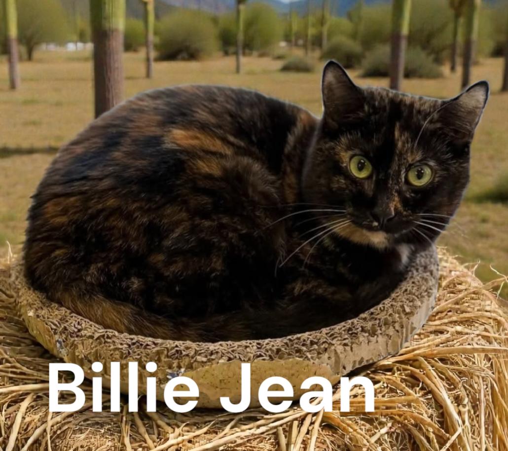 Enlarge Billie Jean, a Adoptable Tortoiseshell in Chesapeake, VA image 1/3