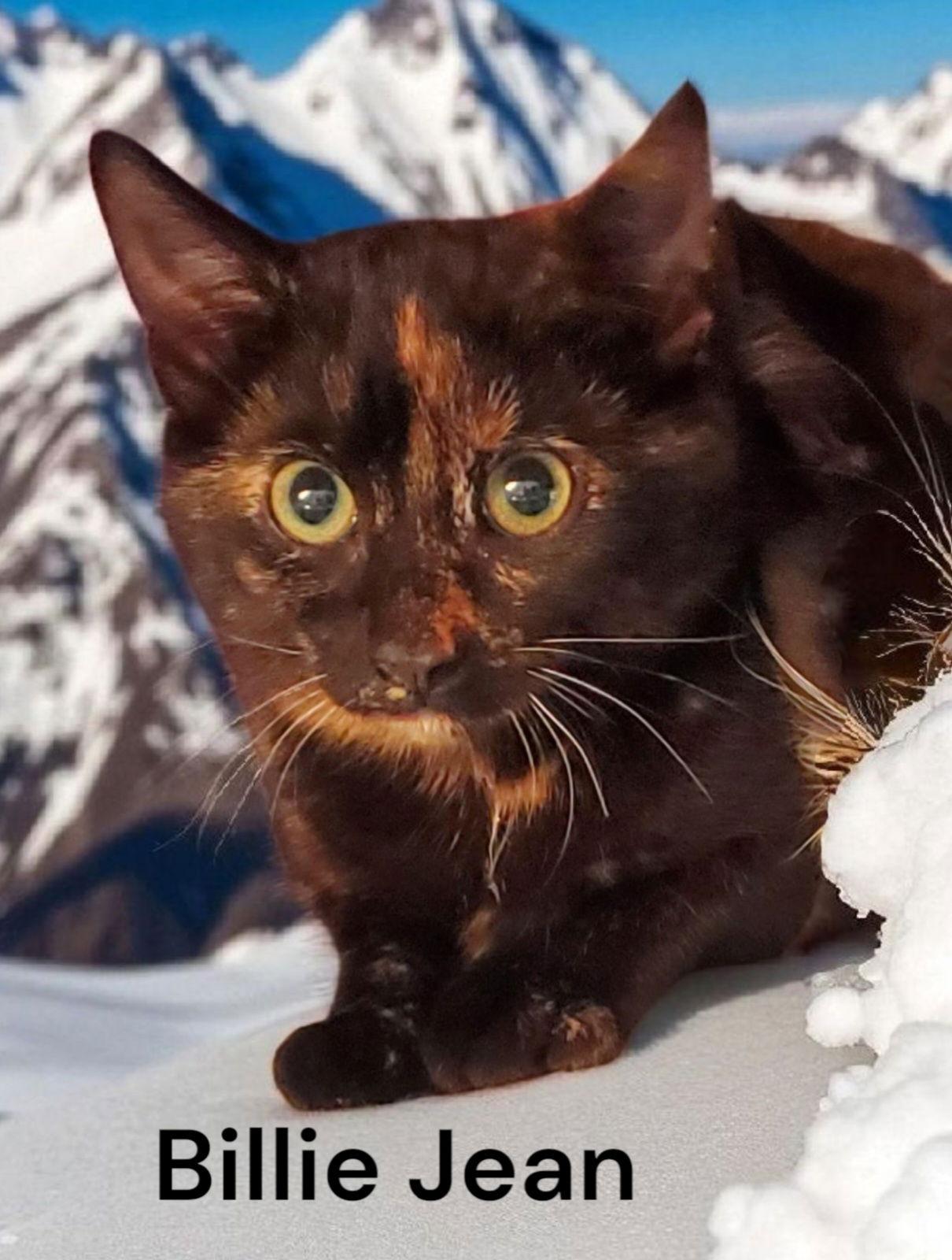 Enlarge Billie Jean, a Adoptable Tortoiseshell in Chesapeake, VA image 3/3