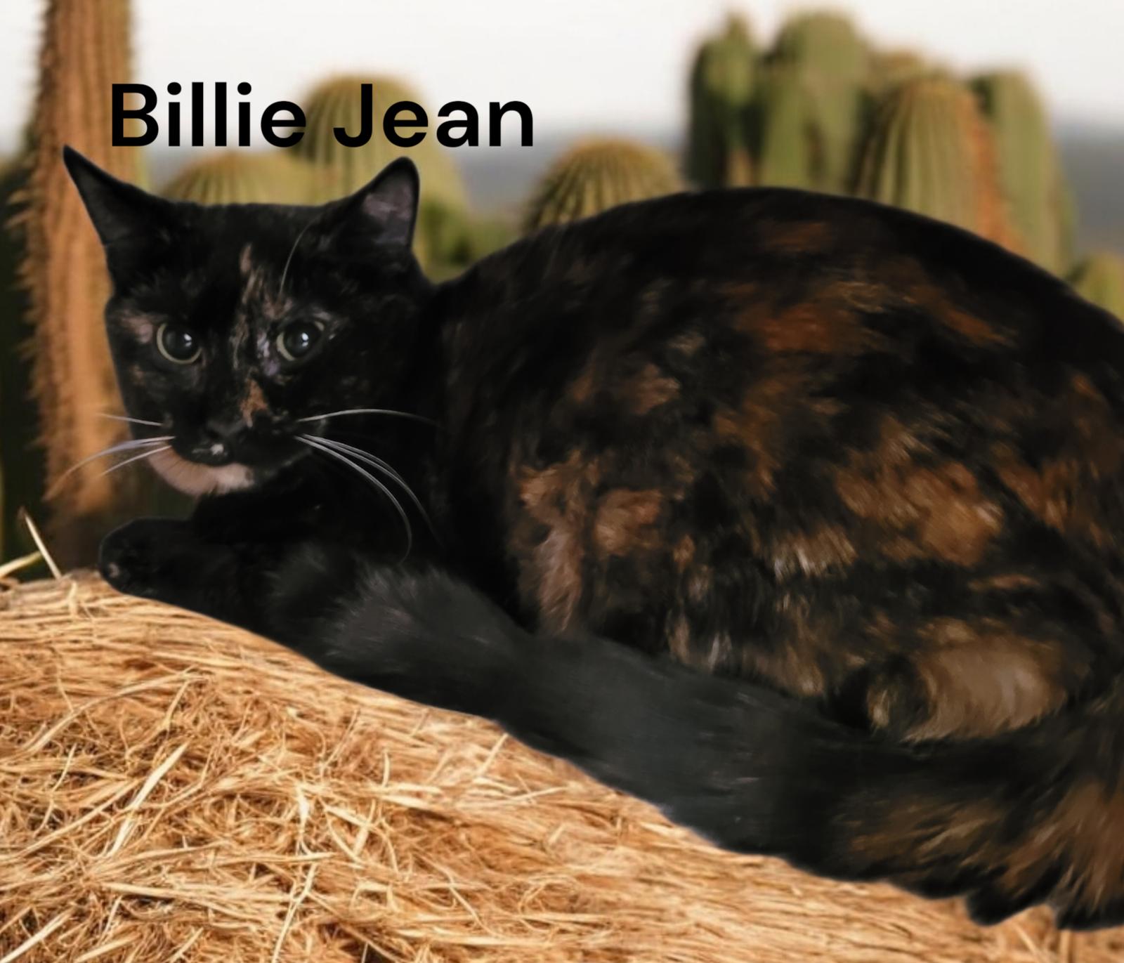 Enlarge Billie Jean, a Adoptable Tortoiseshell in Chesapeake, VA image 2/3