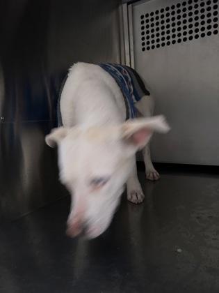 Duncan — thumbnail 2