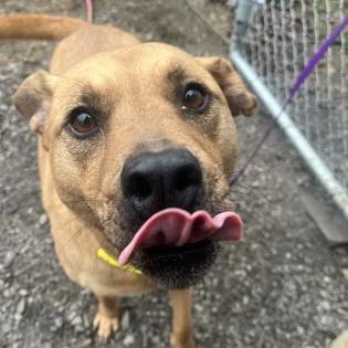 Winnie, Adoptable, Adult Female Mixed Breed.