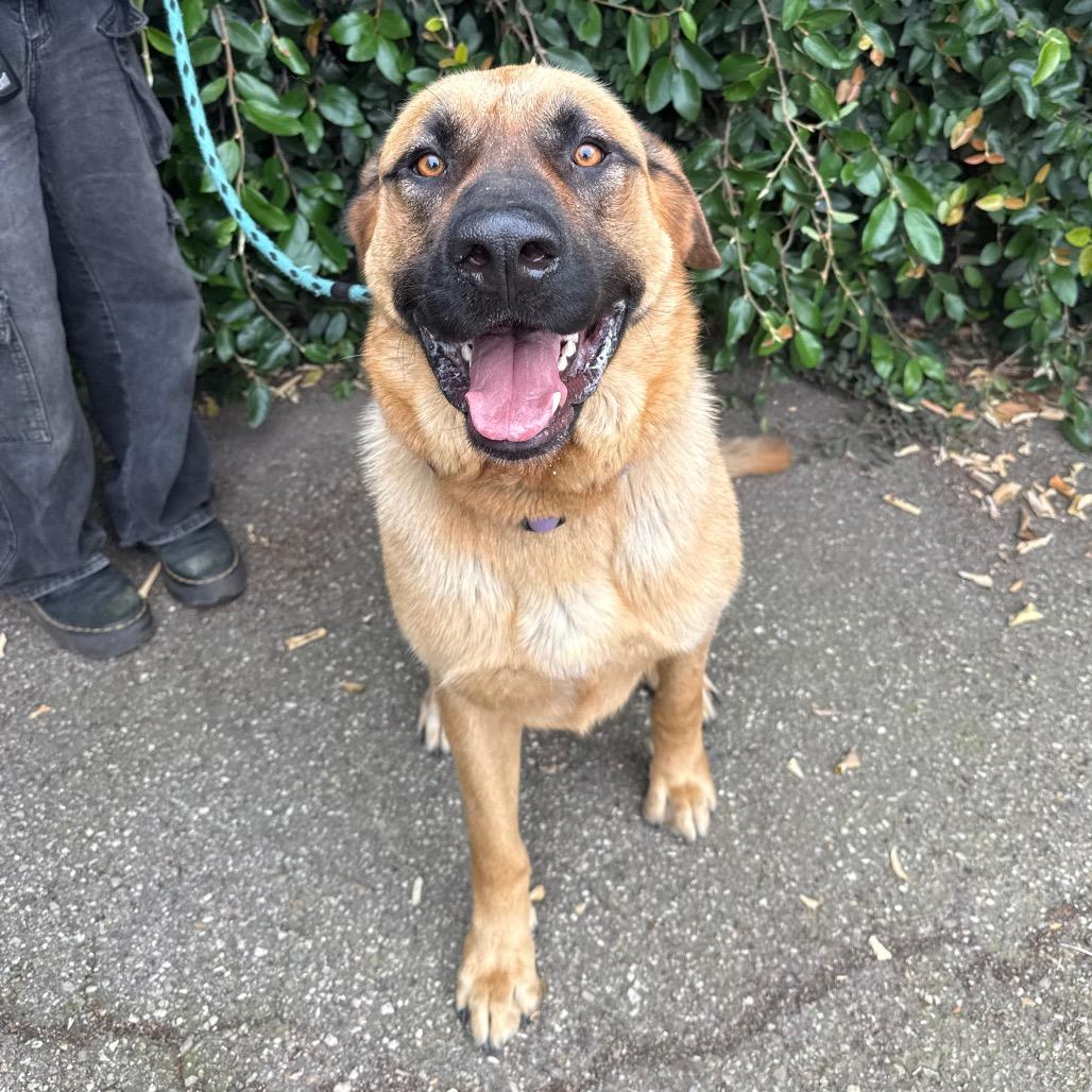 Captain, Adoptable, Adult Male Saint Bernard & German Shepherd Dog.