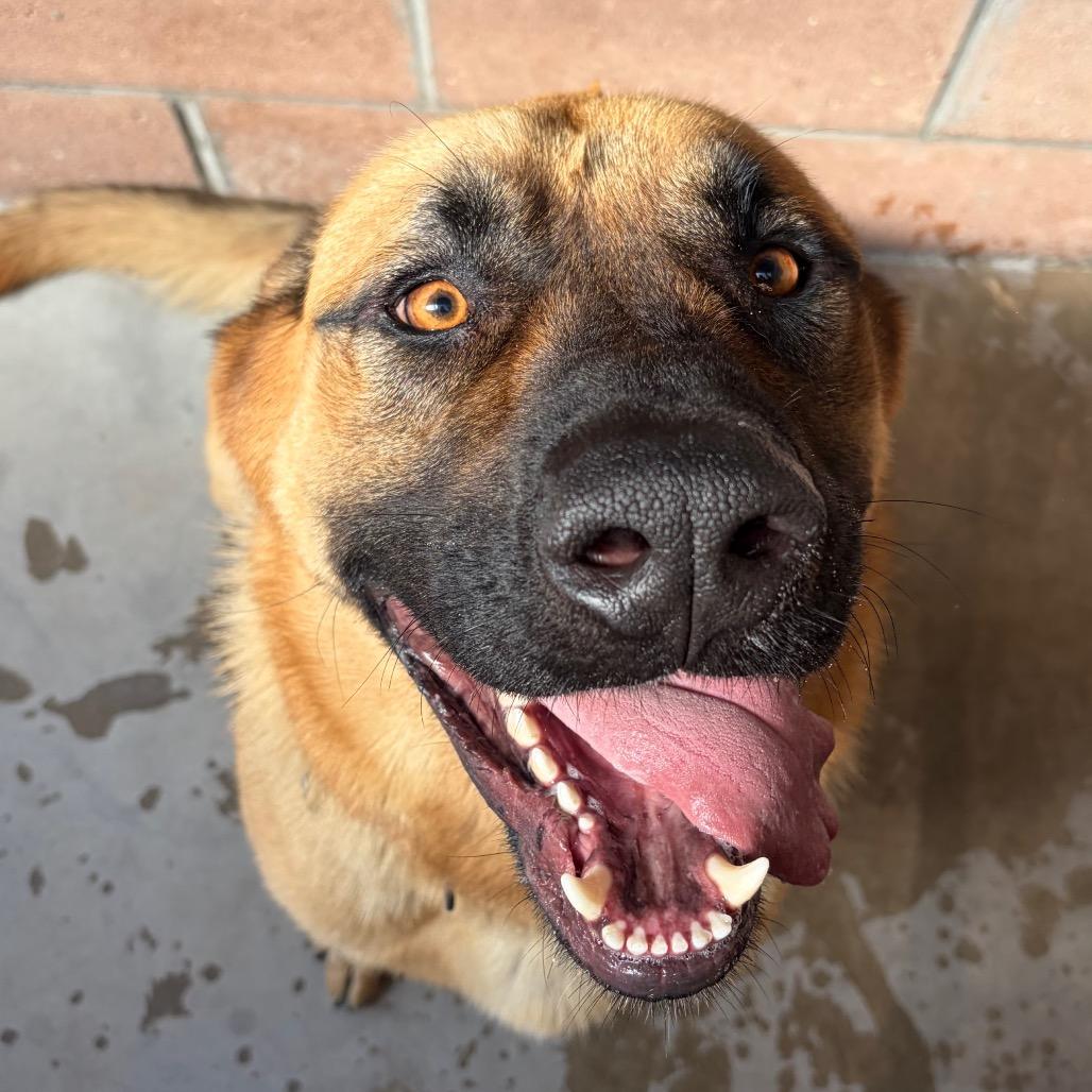 Enlarge Captain, a Adoptable mixed breed in Santa Barbara, CA image 2/5