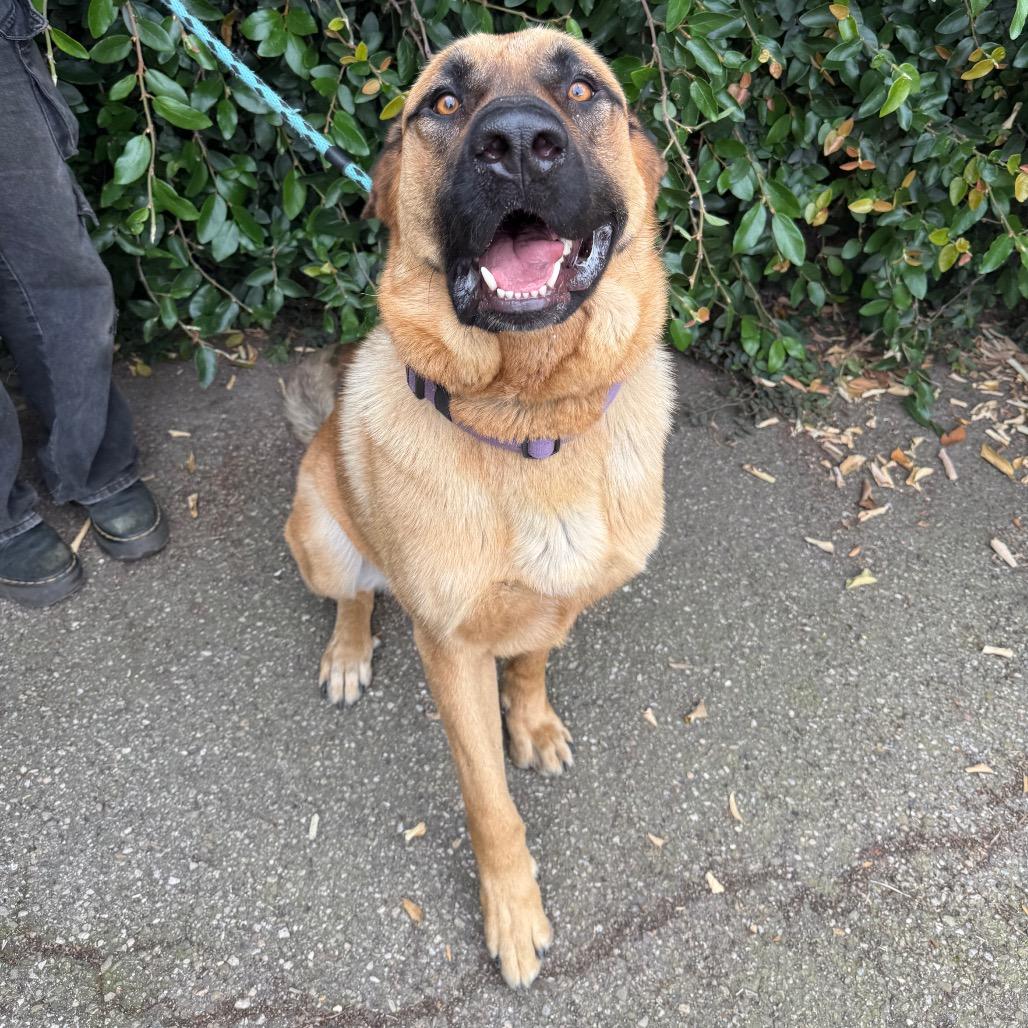 Enlarge Captain, a Adoptable mixed breed in Santa Barbara, CA image 3/5