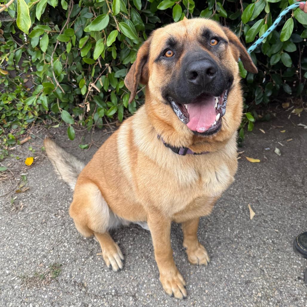 Enlarge Captain, a Adoptable mixed breed in Santa Barbara, CA image 4/5